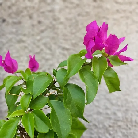 Luna - 50 M Od Mora Apartment Njivice